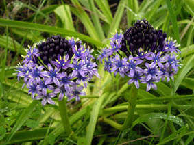 Scilla peruviana